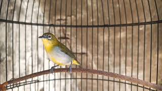 suara burung pleci buxtoni ngeriwik kasar