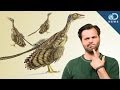 How Did Dinosaurs Evolve Into Birds?