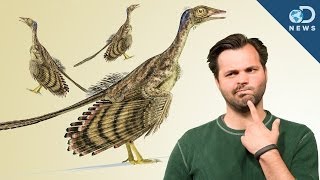 How Did Dinosaurs Evolve Into Birds? screenshot 5