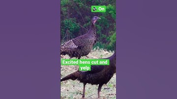 Thumbnail of Excited hens cut and yelp! 🦃🔥 How to call in a gobbler!  #turkey #turkeyhunting #hunting #spring