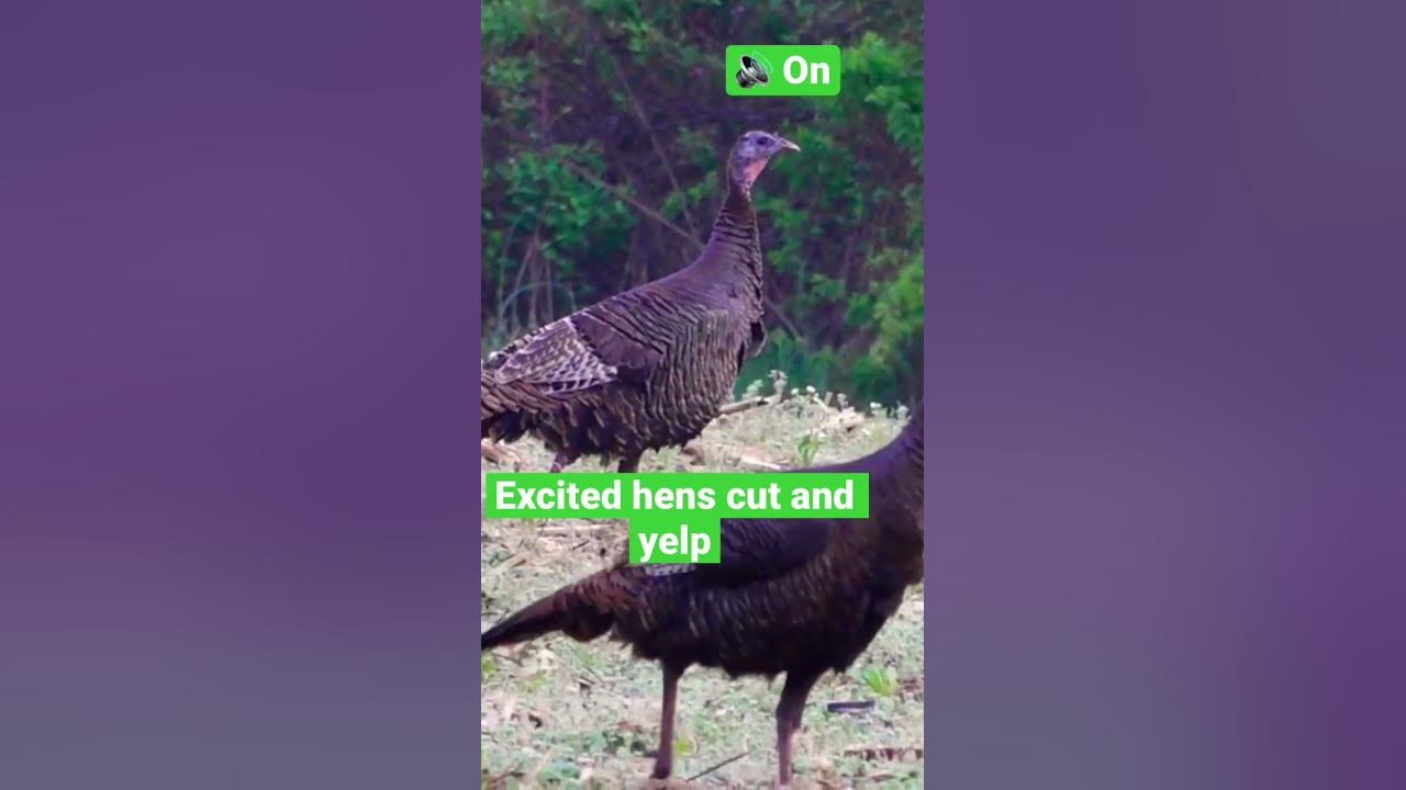 Excited hens cut and yelp! 🦃🔥 How to call in a gobbler!  #turkey #turkeyhunting #hunting #spring
