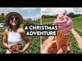 Kiwi Christmas Traditions 🍓 | Strawberry Picking Auckland (Merry Christmas!)