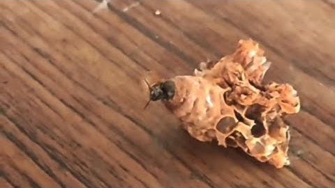 Adding New Queen to a Queenless Colony