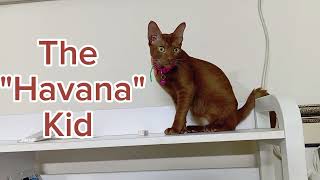 Rare cat #cat #havanacat #rare #rareanimal by Hope & Fun 45 views 1 month ago 15 seconds
