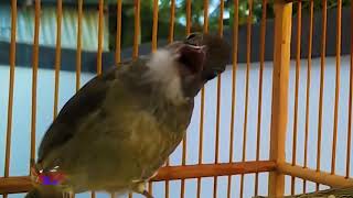 Download Lagu KAPAS TEMBAK PARUH SOBEK Download Lagu KAPAS TEMBAK PARUH SOBEK