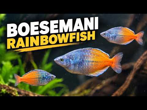 Boesemani Rainbowfish Care Guide | Tank Size, Diet, Tank Mates & Breeding