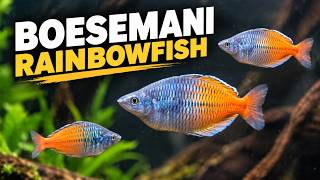 Boesemani Rainbowfish Care Guide | Tank Size, Diet, Tank Mates & Breeding