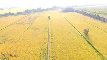 ĐỒNG LÚA CHÍN MIỀN TÂY QUA GÓC NHÌN FLYCAM