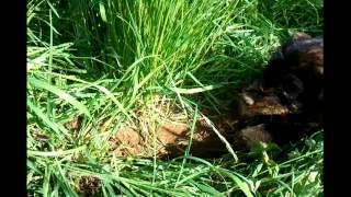 Dackelbaby Auf Der Mäusejagd