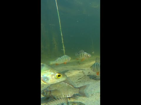 РЕАКЦИЯ РЫБЫ. Окунь отгрызает плавник карасю. Подводная съёмка. #shorts