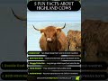 Highland Cow Fun Facts 🐂 5 Amazing Facts About These Shaggy Cows