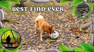 Finnish Spitz finds Ball and Roe