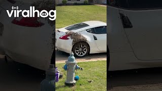 Bees Swarm Sports Car || Viralhog