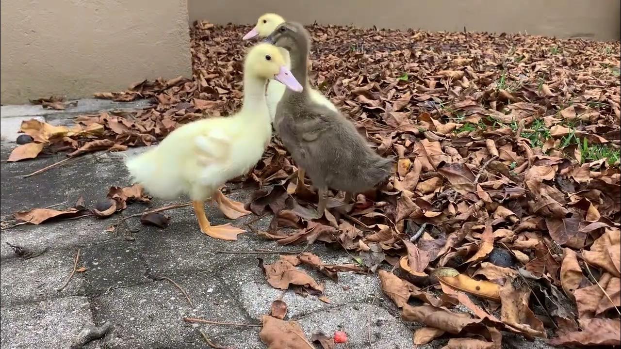 Ducks crunching leaves and eating strawberries. YouTube