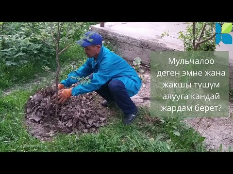 Video: Сайт жөнүндө маалыматты кантип алууга болот