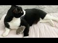 猫とハムスターの日課🐭😸一日一回唯一2匹が逢える時間💕嬉しさが溢れるハムスター❤️猫とハムスター【58】