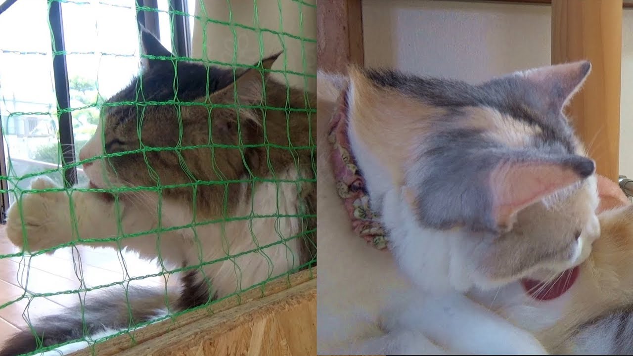 掃除機おすすめ 2018 Cats who started grooming at the same time