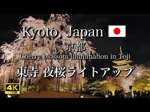 April 4, 2024 🌸 Cherry Blossom illumination at Toji temple in Kyoto, Japan 【4K】