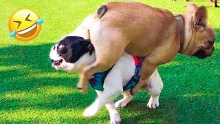 LOL! Newest Funny  Dog  FAILS Videos 2024 🐱🐶 | Pets Island