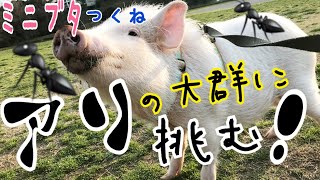 初めてのアリの大群🐜に興奮するミニブタ🐷つくね♪