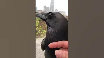 Raven Trust 