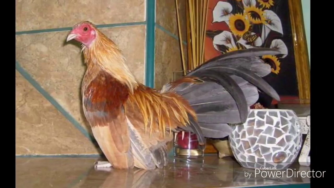 LOS GALLOS KIKIRIKIS MAS HERMOSOS DE TODO EL MUNDO 2019. YouTube