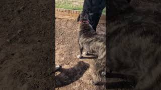 Guard Dog Puppy Learning Commands #dog #puppies #puppy