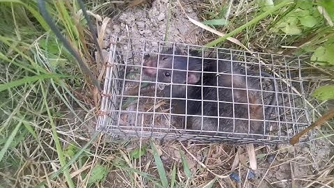 BẪY CHUỘT CỐNG NHUM ĐIỂM CỦ TƯỞNG KHÔNG DÍNH AI NGỜ DÍNH KHÔNG TƯỞNG 