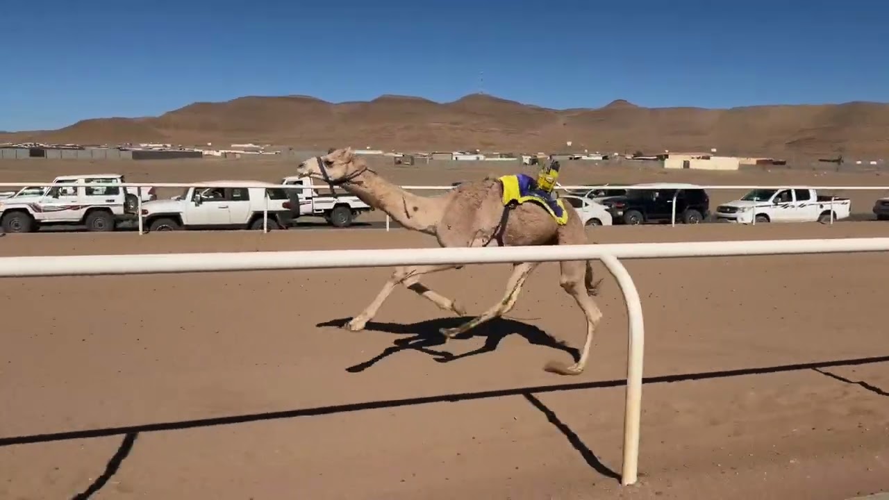 الشوط الأول | بكار لقايا رئيسي | الباسلة | احمد بن محمد الحويطي | 