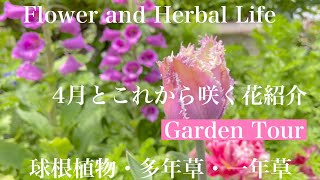 【ガーデニング】多年草（宿根草など）を中心にこの時期咲いている花をご紹介いたします