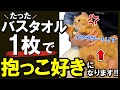 【プロ直伝】猫が「超!! 抱っこ好き」になってもらう方法を伝授します! #抱っこ #猫 #嫌い #練習