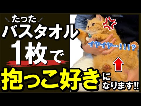 猫はハグが好き？嫌い？見分け方と正しい方法