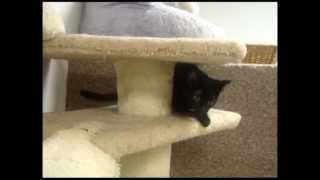 Fanny Chasing Her Tail by breatMCTV 14 views 10 years ago 53 seconds