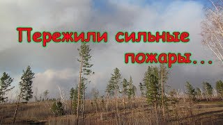 Сильные пожары вокруг нашего села. Как это было. (05.19г.) Семья Бровченко. Сильные пожары вокруг нашего села. Как это было. (05.19г.) Семья Бровченко.