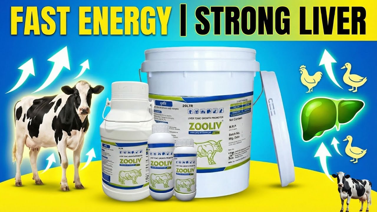 Zooliv Liquid: Complete Product Dossier | Instant Energy Booster & Liver Tonic |