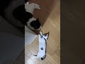 猫のハチワレさん #cat #子ネコ #cute #ねこ #仲良し
