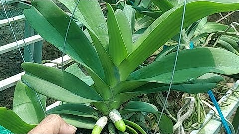 lan ngọc điểm thái thuần ghép lũa rất đẹp và rất khỏe. xin mời các bác sưu tầm ạ. sđt 0987157820