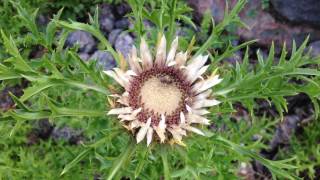 Insektenmagnet: Silberdistel