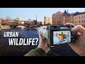 The City Has More Wildlife Than You Think