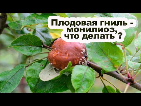 Почему гниют яблоки на ветках? Плодовая гниль и как с ней бороться?