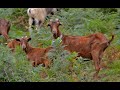 💚 La cabra BERMEYA. Arriondas, Asturias 🐐🐐🐐🐐