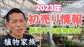 初売りに関して　商品紹介　1月1日より　販売開始　ノリナ　オリーブ　鉢　資材　2023年　植物家族　岐阜農場　YouTubelive【おうちでグリーン】開花園チャンネル