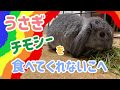 うさぎ　チモシーを食べてくれない子への対応　 #46 　【ホーランドロップ】　【かわいい】　【うさぎ飼い方】