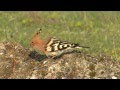 Birdwatching Hoopoe in Bulgaria