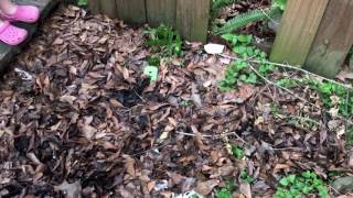 Copperheads - Understand And Avoid Them