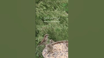 تلاوة مباركة بصوت عال و قوي #اكسبلور #المصحف #القرآن_الكريم #الرحمن