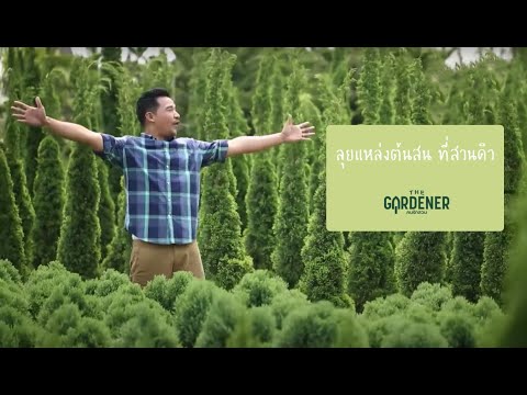 The Gardener คนรักสวน ตอน แหล่งปลูกต้นสนที่ สวนคิว