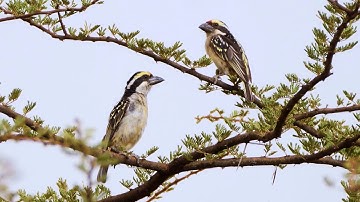 Red-fronted Barbet in Kenya
