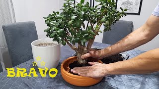 How to make a magical Bonsai from Crassula