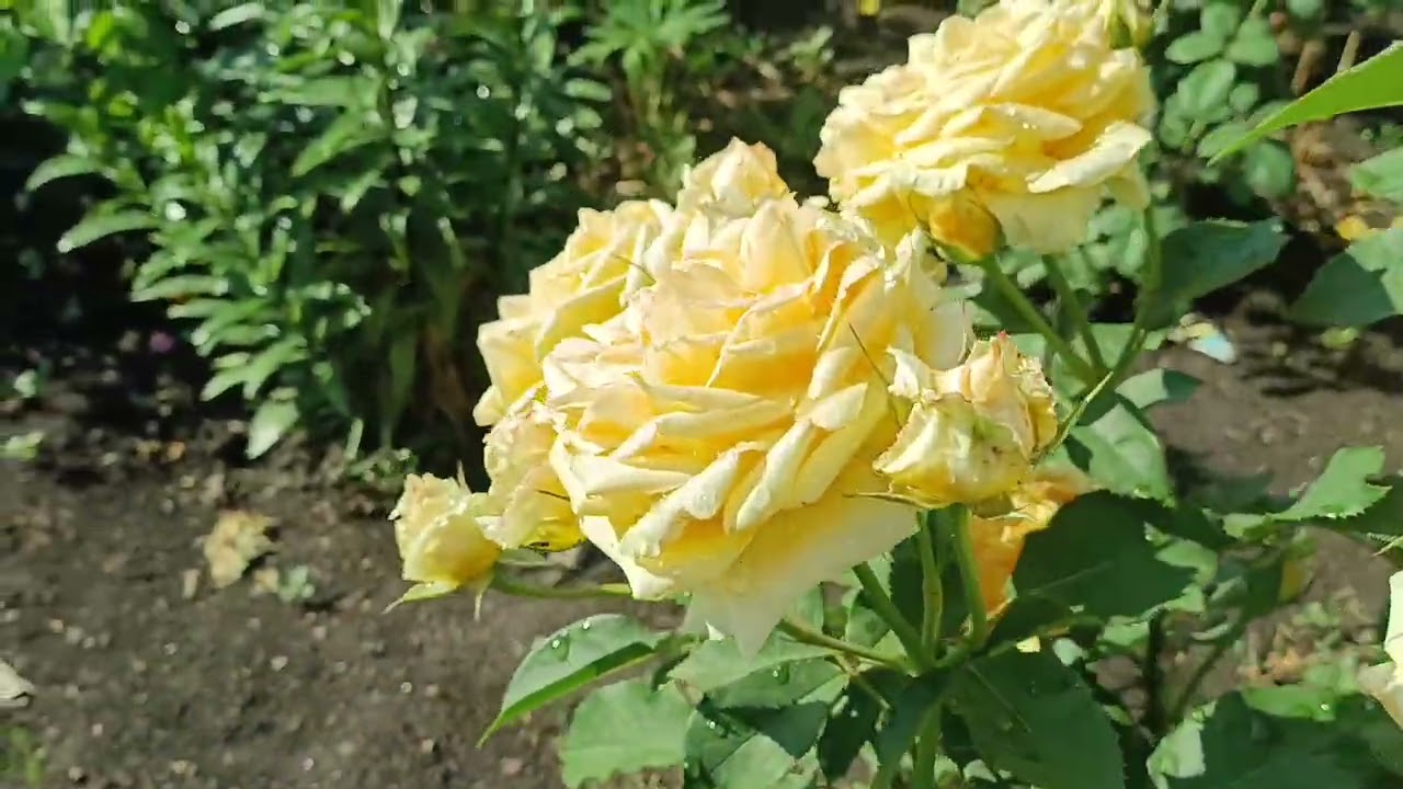 Що не пробачить вам троянда?////